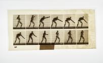 [Plate 343: negative for Animal Locomotion collotype]
