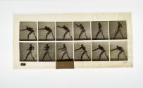 [Plate 344: negative for Animal Locomotion collotype]