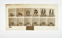 [Plate 345: negative for Animal Locomotion collotype]