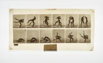 [Plate 347: negative for Animal Locomotion collotype]