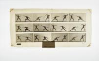 [Plate 349: negative for Animal Locomotion collotype]