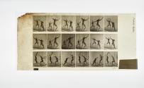 [Plate 350: negative for Animal Locomotion collotype]