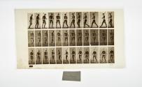 [Plate 355: negative for Animal Locomotion collotype]