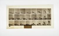 [Plate 357: negative for Animal Locomotion collotype]