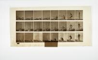[Plate 358: negative for Animal Locomotion collotype]