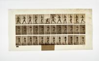 [Plate 359: negative for Animal Locomotion collotype]