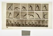 [Plate 365: negative for Animal Locomotion collotype]