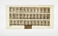 [Plate 367: negative for Animal Locomotion collotype]