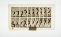 [Plate 368: negative for Animal Locomotion collotype]