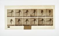 [Plate 369: negative for Animal Locomotion collotype]