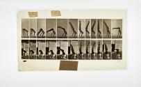 [Plate 371: negative for Animal Locomotion collotype]