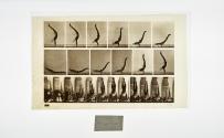 [Plate 372: negative for Animal Locomotion collotype]