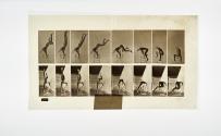 [Plate 373: negative for Animal Locomotion collotype]