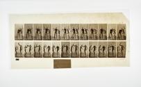 [Plate 375: negative for Animal Locomotion collotype]