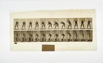 [Plate 376: negative for Animal Locomotion collotype]