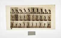 [Plate 378: negative for Animal Locomotion collotype]