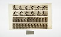 [Plate 379: negative for Animal Locomotion collotype]