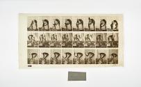 [Plate 381: negative for Animal Locomotion collotype]