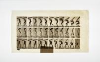[Plate 383: negative for Animal Locomotion collotype]