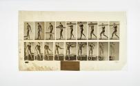 [Plate 383: negative for Animal Locomotion collotype]