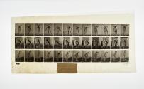 [Plate 387: negative for Animal Locomotion collotype]