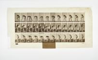 [Plate 388: negative for Animal Locomotion collotype]