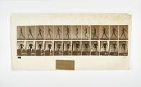 [Plate 389: negative for Animal Locomotion collotype]