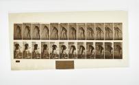 [Plate 390: negative for Animal Locomotion collotype]