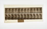 [Plate 391: negative for Animal Locomotion collotype]