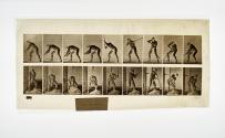 [Plate 396: negative for Animal Locomotion collotype]