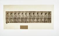 [Plate 398: negative for Animal Locomotion collotype]