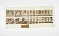 [Plate 399: negative for Animal Locomotion collotype]