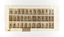 [Plate 402: negative for Animal Locomotion collotype]