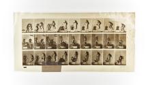 [Plate 408: negative for Animal Locomotion collotype]