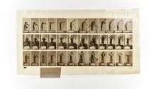 [Plate 409: negative for Animal Locomotion collotype]