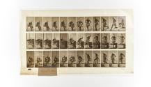 [Plate 410: negative for Animal Locomotion collotype]
