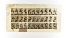 [Plate 411: negative for Animal Locomotion collotype]