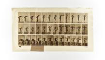 [Plate 414: negative for Animal Locomotion collotype]