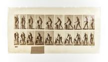[Plate 415: negative for Animal Locomotion collotype]