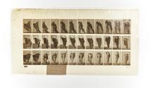 [Plate 416: negative for Animal Locomotion collotype]