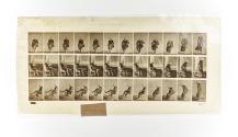 [Plate 417: negative for Animal Locomotion collotype]