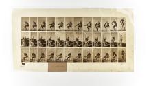 [Plate 418: negative for Animal Locomotion collotype]