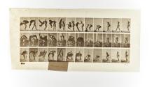 [Plate 419: negative for Animal Locomotion collotype]