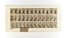 [Plate 420: negative for Animal Locomotion collotype]