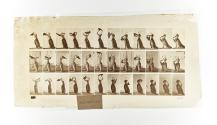 [Plate 421: negative for Animal Locomotion collotype]