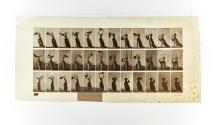 [Plate 421: negative for Animal Locomotion collotype]
