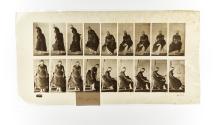 [Plate 422: negative for Animal Locomotion collotype]