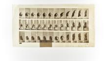 [Plate 423: negative for Animal Locomotion collotype]