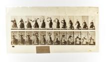 [Plate 424: negative for Animal Locomotion collotype]