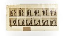 [Plate 427: negative for Animal Locomotion collotype]